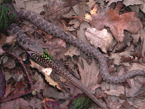 Vipera aspis che preda lucertola campestre